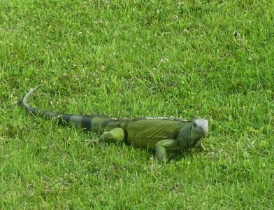 Iguana at Castillo de San Cristobal